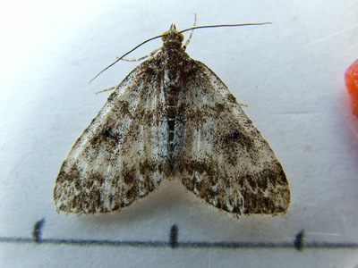 Broken Barred Carpet
